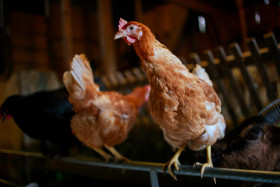 Stock Image: Hens in the Barn