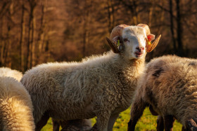 Stock Image: Herd of sheep