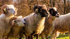 Stock Image: Herd of sheep