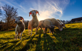 Stock Image: Herd of sheep on a meadow by sunset