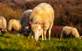 Stock Image: Herd of sheep with horns