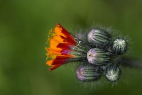 Stock Image: Hieracium aurantiacum - Isolated Flower Cluster