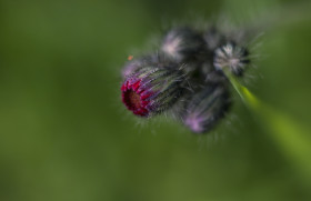 Stock Image: Hieracium aurantiacum - Isolated Flower Cluster