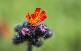 Stock Image: Hieracium aurantiacum - Isolated Flower Cluster