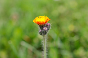 Stock Image: Hieracium, hawkweed or hierakion