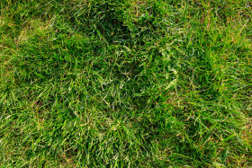 Stock Image: High resolution grass texture