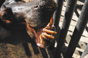 Stock Image: hippopotamus with open mouth