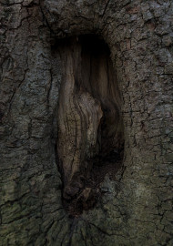 Stock Image: hole bark tree texture