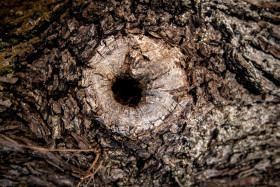 Stock Image: Hole in a tree