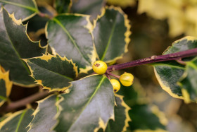 Stock Image: Holly berries