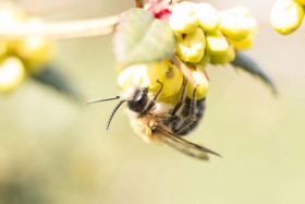 Stock Image: Honey bee collecting nectar from yellow flower