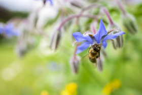 Stock Image: Honey Bee on a Borage flower close up
