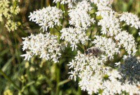 Stock Image: honey bee on heracleum sphondylium