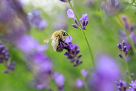 Stock Image: Honey bee on lavender flowers