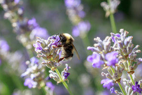 Stock Image: Honey bee on lavender flowers