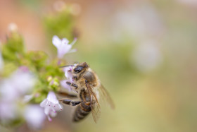 Stock Image: Honeybee Close-Up