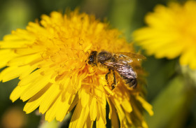 Stock Image: honeybee on yellow dandelion in april