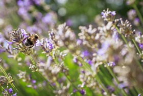 Stock Image: Honeybee pollinating lavender flowers field