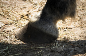 Stock Image: hooves