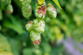 Stock Image: Hops