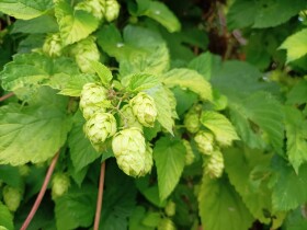 Stock Image: Hops growing