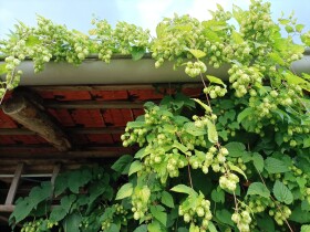 Stock Image: Hops growing on a shed