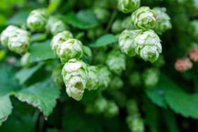 Stock Image: Hops ripening in late summer