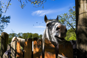 Stock Image: Horse looks over the fence of a farm