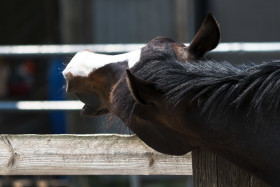 Stock Image: horse scratches itchy spot