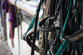 Stock Image: horses halter