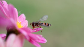 Stock Image: Hoverflies, also called flower flies or syrphid flies on a purple daisy flower eat nectar from a violet flower