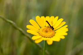 Stock Image: Hoverfly collecting nectar from a yellow chamomile flower