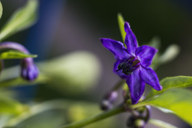 Stock Image: hungarian chili blossom