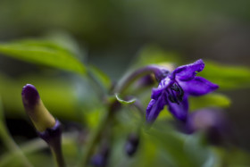 Stock Image: hungarian chilly blossom and unripe fruit