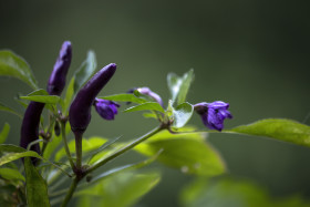 Stock Image: hungarian chili flower and fruit