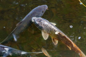 Stock Image: Hungry fishes in a pond