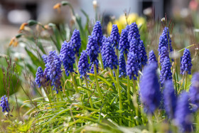 Stock Image: Hyacinths in a front yard