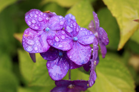 Stock Image: hydrangea or hortensia purple blossoms