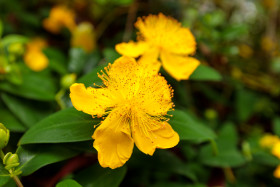 Stock Image: Hypericum perforatum or St John's-wort