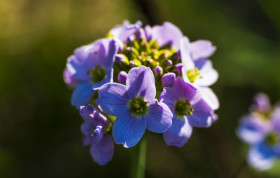 Stock Image: Iberis beautiful light pink flower