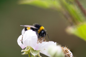 Stock Image: Bumblebee on white blossom