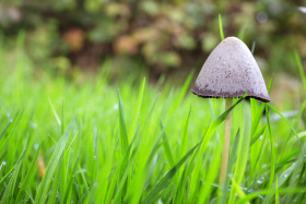 Stock Image: inky cap mushroom