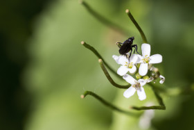 Stock Image: insect on garlic flower blossom