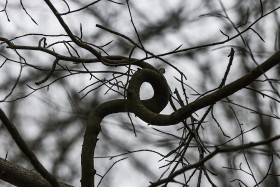 Stock Image: interesting grown branch in the forest