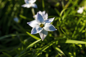 Stock Image: ipheion uniflorum - beautiful white star flower