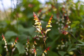 Stock Image: Ipomoea lobata, the fire vine, firecracker vine or Spanish flag beautiful red yellow flower