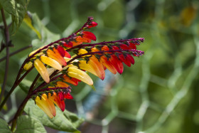 Stock Image: Ipomoea lobata, the fire vine, firecracker vine or Spanish flag beautiful red yellow flower