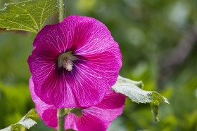 Stock Image: Ipomoea purpurea flowers in garden commonly called common morning glory