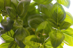 Stock Image: Italian basil