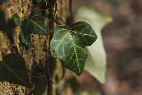 Stock Image: ivy climbs a tree